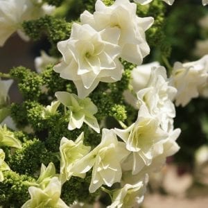 HYDRANGEA GATSBY STAR OAKLEAF HYDRANGEA