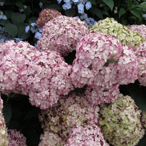 HYDRANGEA INCREDIBALL BLUSH SMOOTH HYDRANGEA