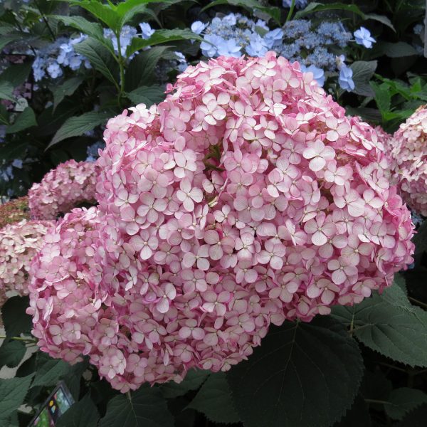 HYDRANGEA INCREDIBALL BLUSH SMOOTH HYDRANGEA