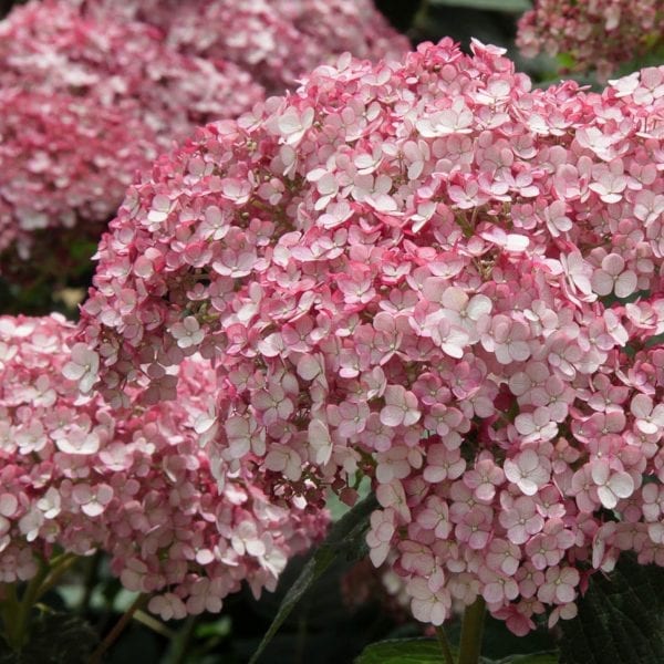 HYDRANGEA INCREDIBALL BLUSH SMOOTH HYDRANGEA