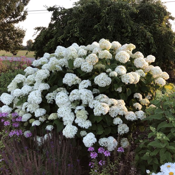 HYDRANGEA INCREDIBALL SMOOTH HYDRANGEA