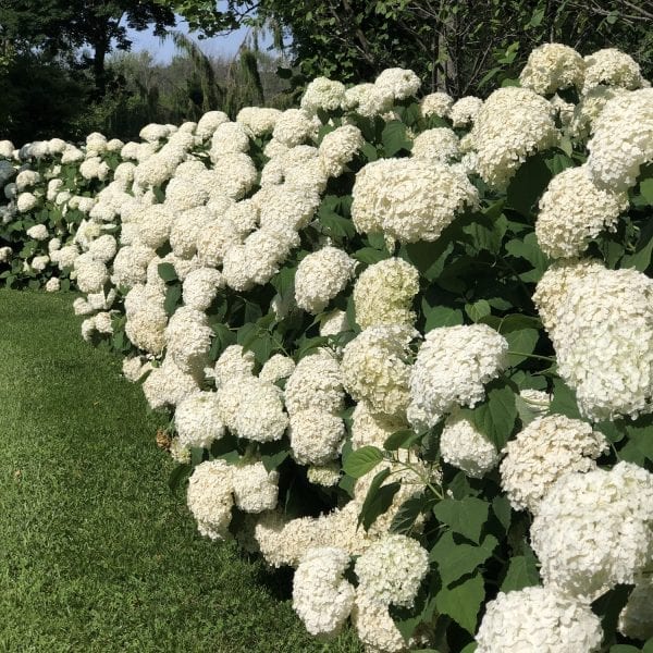 HYDRANGEA INCREDIBALL SMOOTH HYDRANGEA