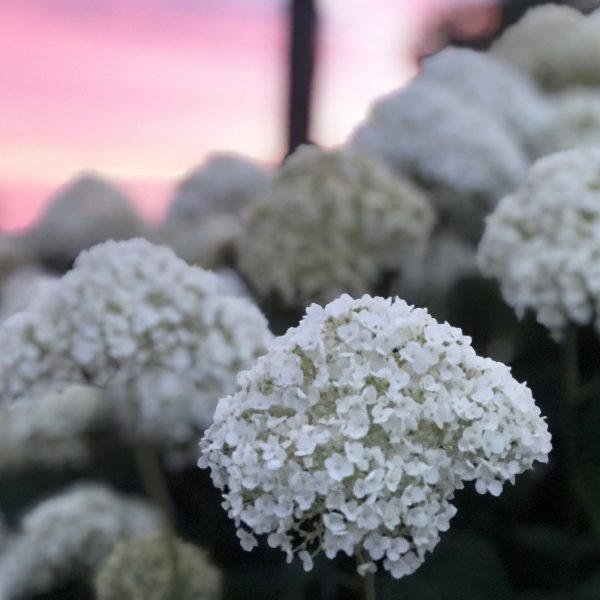 HYDRANGEA INCREDIBALL SMOOTH HYDRANGEA