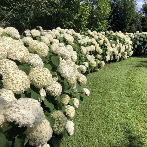 HYDRANGEA INCREDIBALL SMOOTH HYDRANGEA