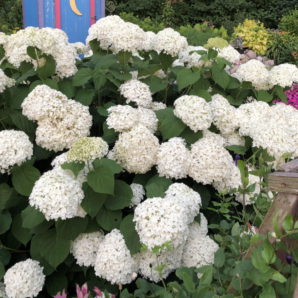 INCREDIBALL Hydrangea Massive Blooms