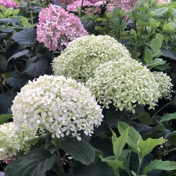 HYDRANGEA INCREDIBALL SMOOTH HYDRANGEA