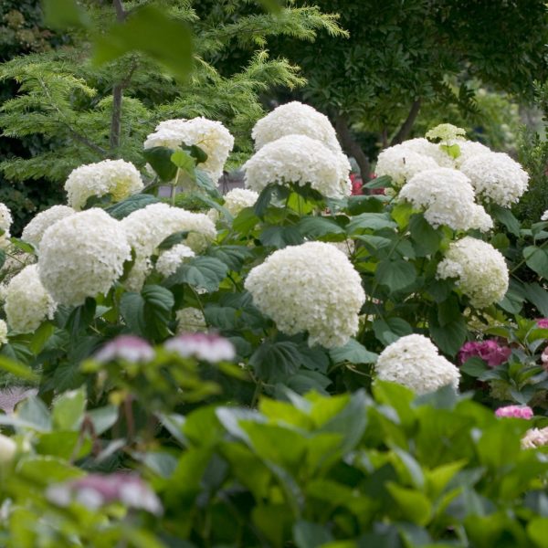 HYDRANGEA INCREDIBALL SMOOTH HYDRANGEA