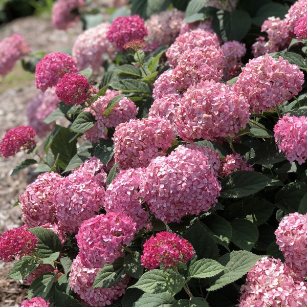 HYDRANGEA INVINCIBELLE GARNETTA SMOOTH HYDRANGEA