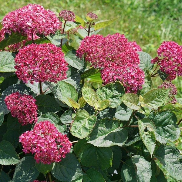 HYDRANGEA INVINCIBELLE GARNETTA SMOOTH HYDRANGEA