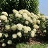 HYDRANGEA INVINCIBELLE LIMETTA SMOOTH HYDRANGEA