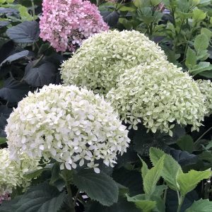 Hydrangea - Smooth