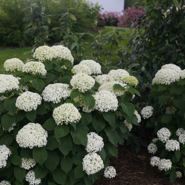 HYDRANGEA INVINCIBELLE LIMETTA SMOOTH HYDRANGEA