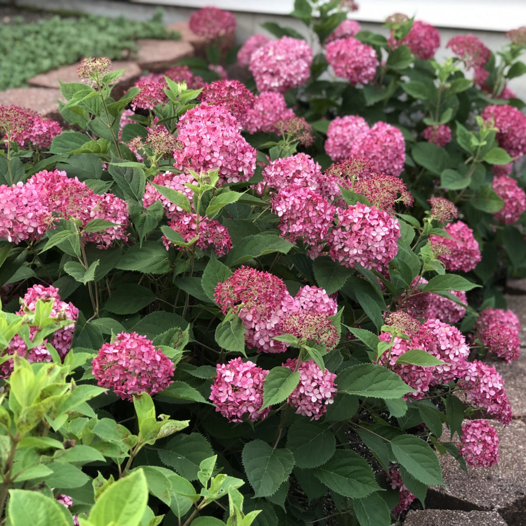 INVINCIBELLE MINI MAUVETTE® Hydrangea Garden Crossings