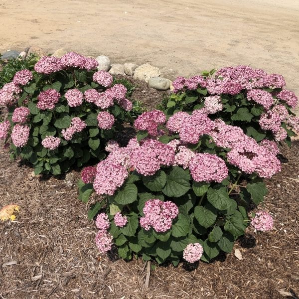 HYDRANGEA INVINCIBELLE MINI MAUVETTE SMOOTH HYDRANGEA