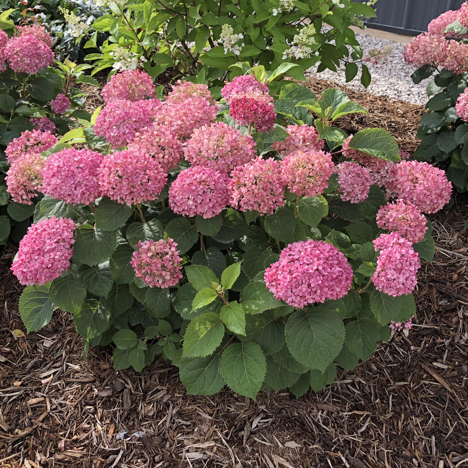 Image of Invincibelle Mini Mauvette hydrangea in pot on patio