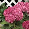 HYDRANGEA INVINCIBELLE MINI MAUVETTE SMOOTH HYDRANGEA