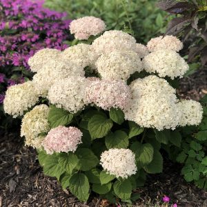 HYDRANGEA INVINCIBELLE WEE WHITE SMOOTH HYDRANGEA