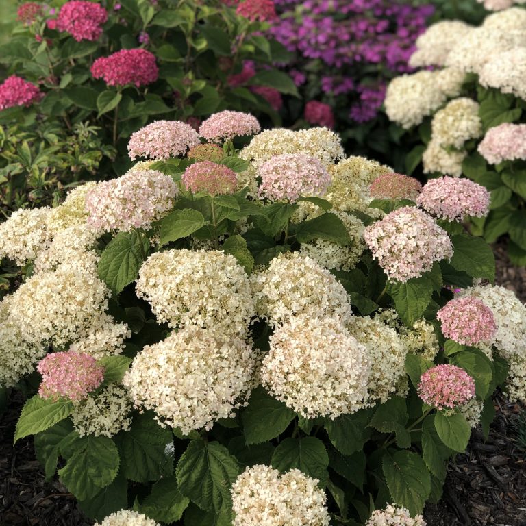 Hydrangea INVINCIBELLE WEE WHITE - PWCC - 8 Jumbo Pot