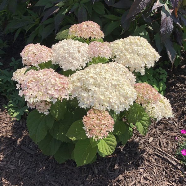 HYDRANGEA INVINCIBELLE WEE WHITE SMOOTH HYDRANGEA