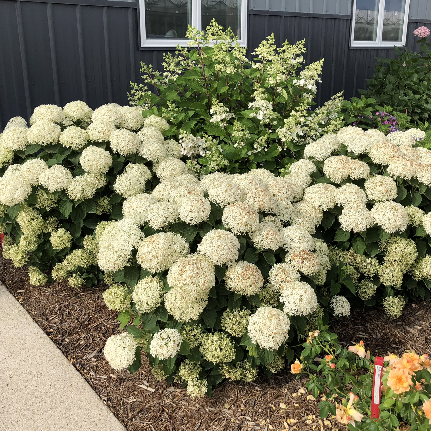 Image of Wee White Hydrangea in a hanging basket