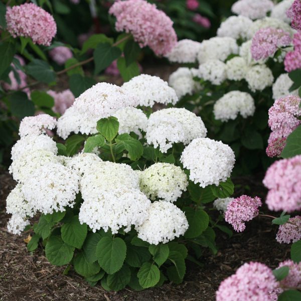 HYDRANGEA INVINCIBELLE WEE WHITE SMOOTH HYDRANGEA