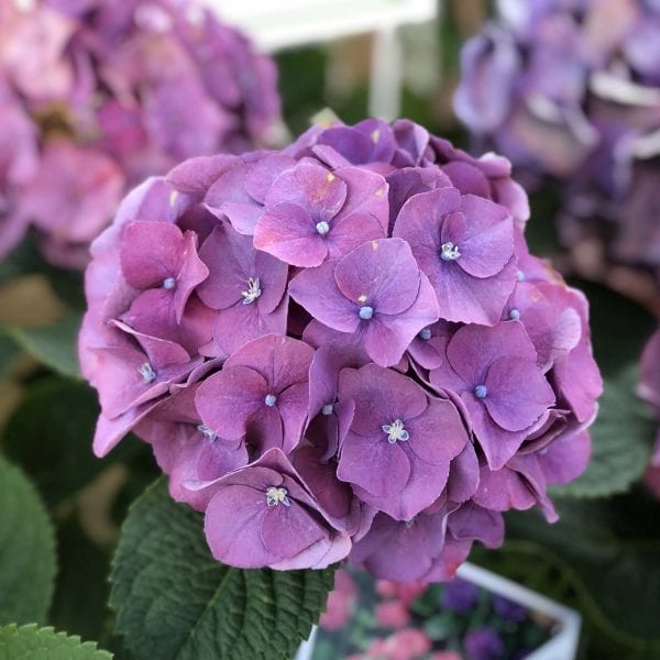 HYDRANGEA LETS DANCE BIG BAND BIGLEAF HYDRANGEA