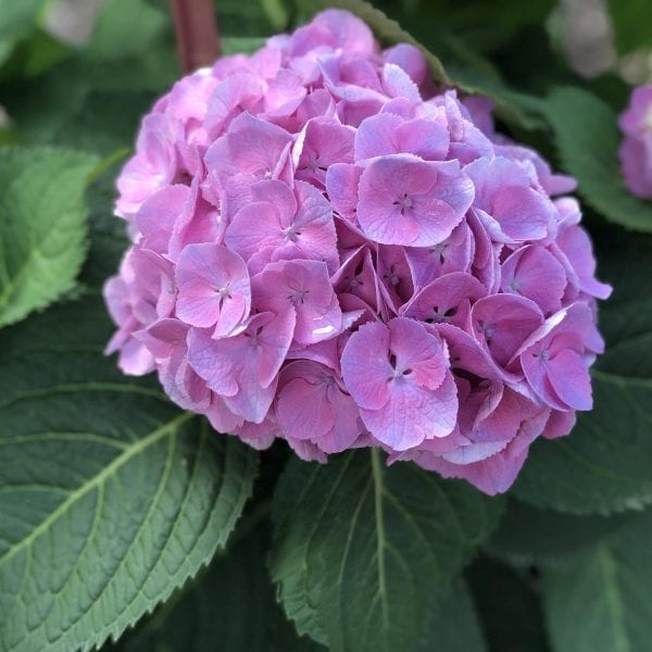 HYDRANGEA LETS DANCE BIG EASY BIGLEAF HYDRANGEA