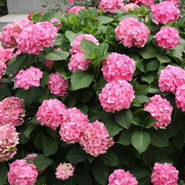 HYDRANGEA LETS DANCE BIG EASY BIGLEAF HYDRANGEA