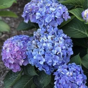 HYDRANGEA LETS DANCE BLUE JANGLES BIGLEAF HYDRANGEA