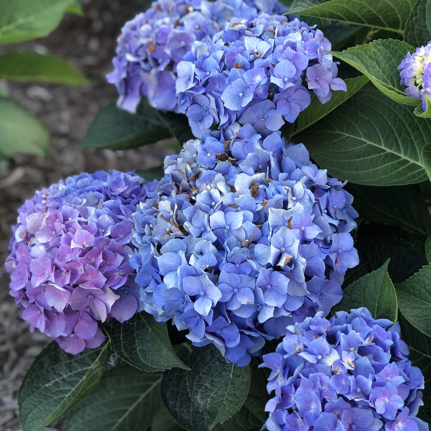 HYDRANGEA_LETS_DANCE_BLUE_JANGLES_BIGLEAF_HYDRANGEA_GC_HYDBJ_01.jpg