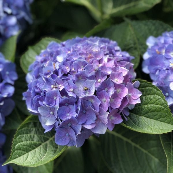 HYDRANGEA LETS DANCE BLUE JANGLES BIGLEAF HYDRANGEA