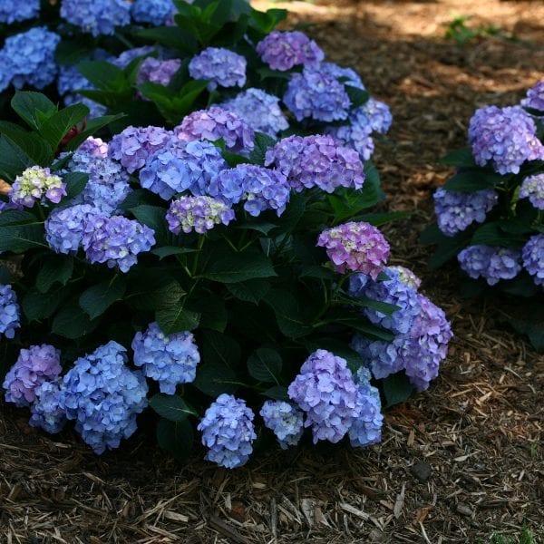 HYDRANGEA LETS DANCE BLUE JANGLES BIGLEAF HYDRANGEA