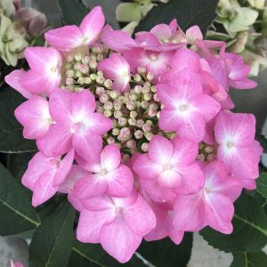 HYDRANGEA LETS DANCE CANCAN MOUNTAIN HYDRANGEA