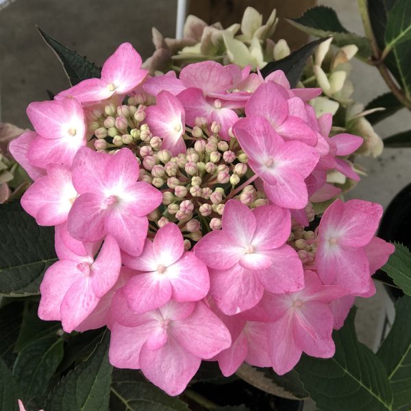 HYDRANGEA LETS DANCE CANCAN MOUNTAIN HYDRANGEA