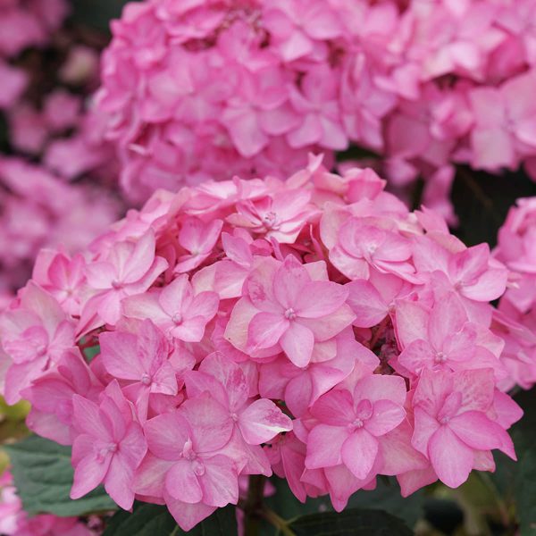 HYDRANGEA LETS DANCE CANCAN MOUNTAIN HYDRANGEA