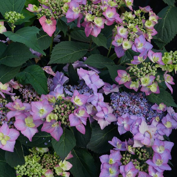 HYDRANGEA LETS DANCE CANCAN MOUNTAIN HYDRANGEA