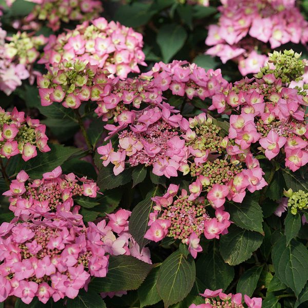 HYDRANGEA LETS DANCE CANCAN MOUNTAIN HYDRANGEA