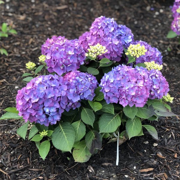 HYDRANGEA LETS DANCE RAVE BIGLEAF HYDRANGEA