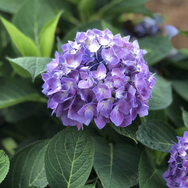 HYDRANGEA LETS DANCE RAVE BIGLEAF HYDRANGEA