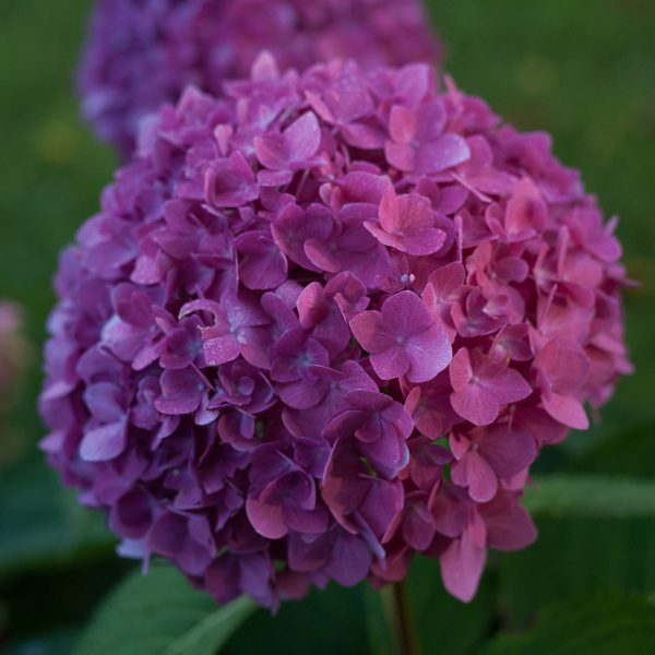 HYDRANGEA LETS DANCE RAVE BIGLEAF HYDRANGEA