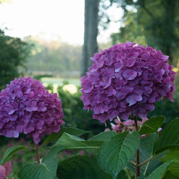 HYDRANGEA LETS DANCE RAVE BIGLEAF HYDRANGEA