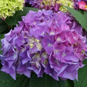 HYDRANGEA LETS DANCE RHYTHMIC BLUE BIGLEAF HYDRANGEA