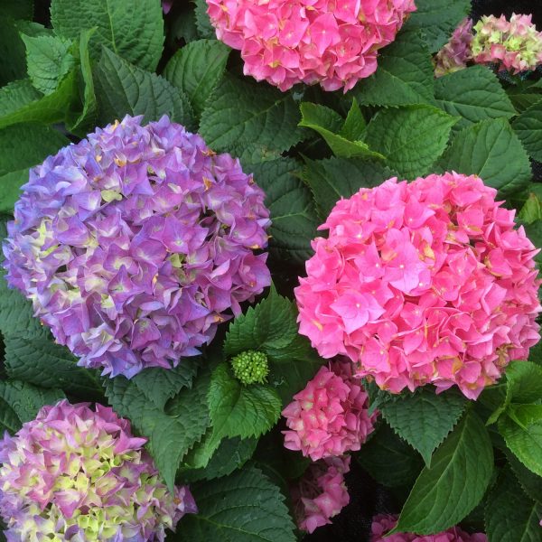 HYDRANGEA LETS DANCE RHYTHMIC BLUE BIGLEAF HYDRANGEA