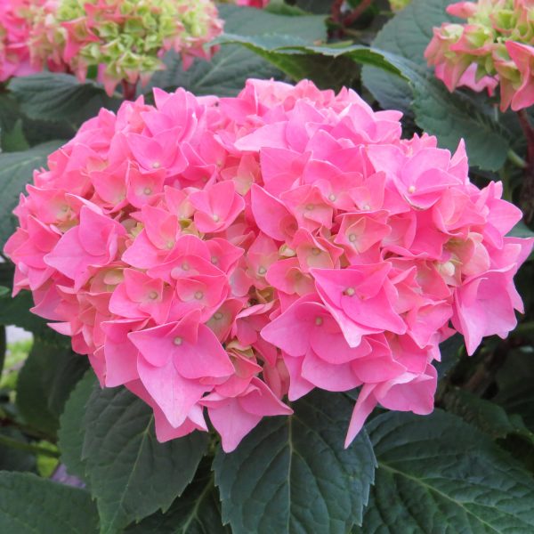 HYDRANGEA LETS DANCE RHYTHMIC BLUE BIGLEAF HYDRANGEA