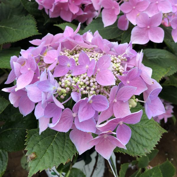 HYDRANGEA LETS DANCE STARLIGHT BIGLEAF HYDRANGEA