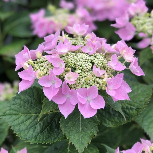 HYDRANGEA LETS DANCE STARLIGHT BIGLEAF HYDRANGEA