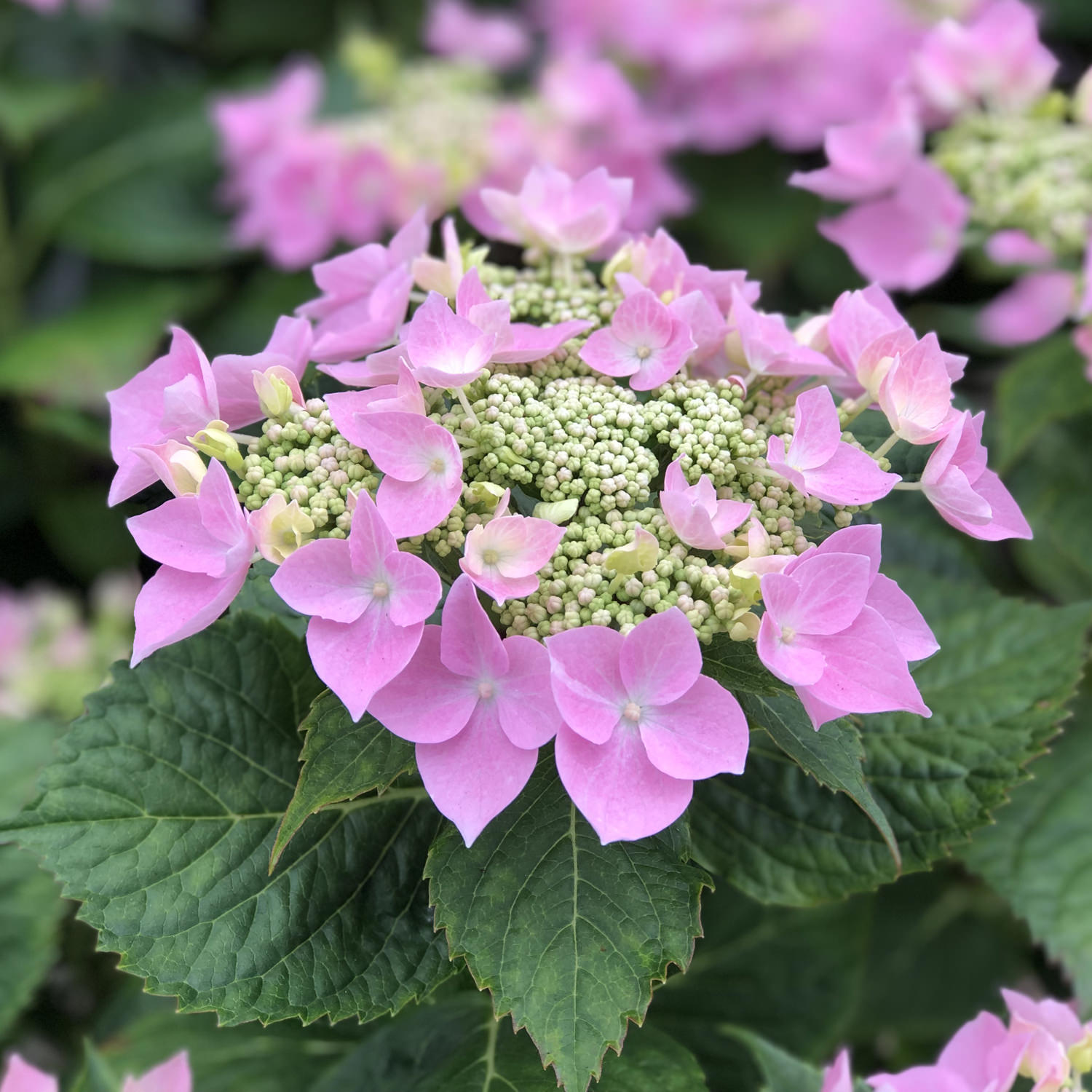 Image of Let's Dance Starlight Hydrangea full bush