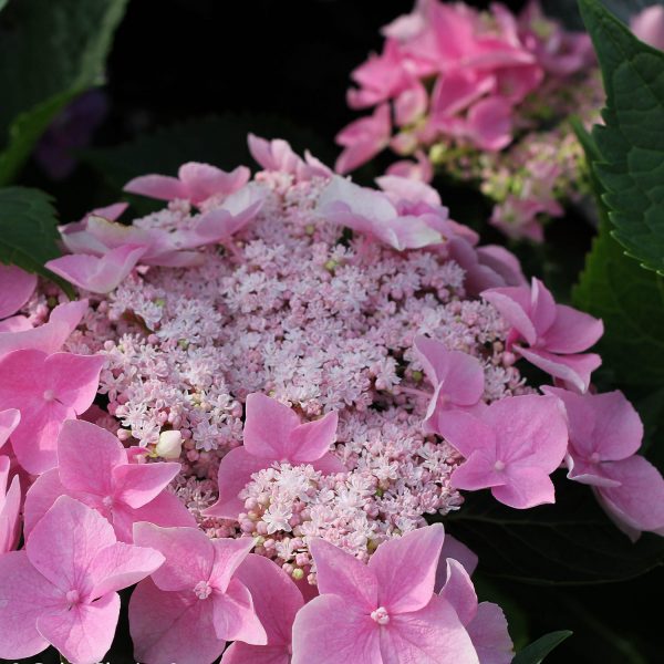 HYDRANGEA LETS DANCE STARLIGHT BIGLEAF HYDRANGEA