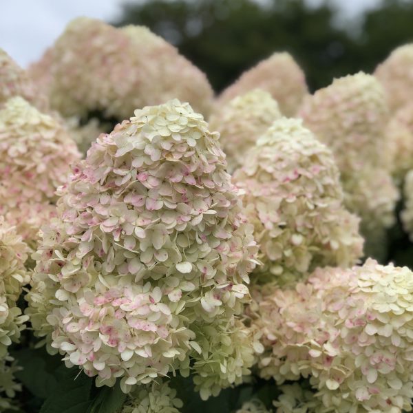 HYDRANGEA LIMELIGHT PANICLE HYDRANGEA