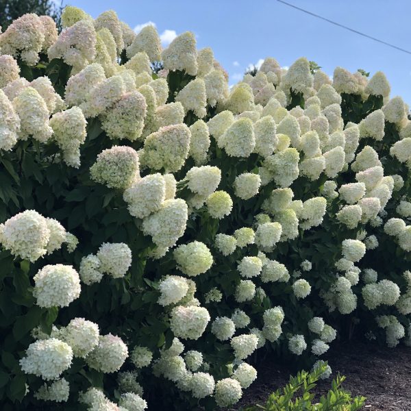 HYDRANGEA LIMELIGHT PANICLE HYDRANGEA